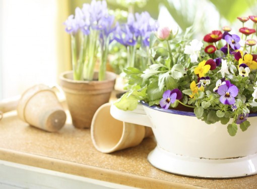Primavera in casa