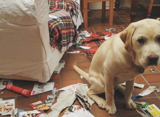 Cosa fare in casa quando arriva Lui: il cane